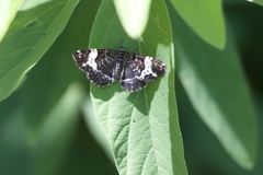 Rheumaptera hastata