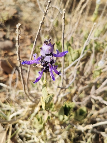 Coleus comosus
