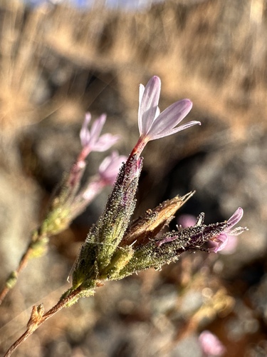 slenderstem lessingia (Lessingia nemaclada)