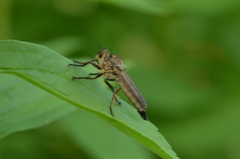 Eutolmus rufibarbis