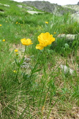 Ranunculus montanus