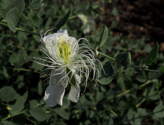Capparis sicula