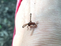 Tritoxa incurva