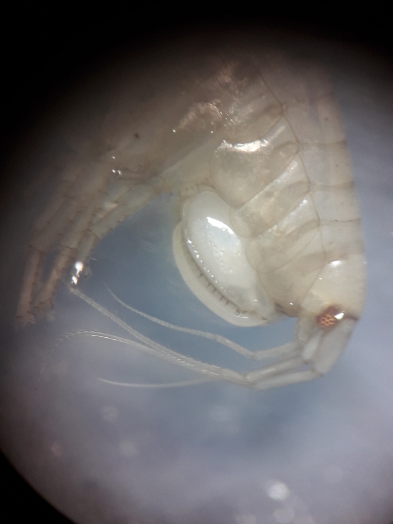 Gammarella fucicola