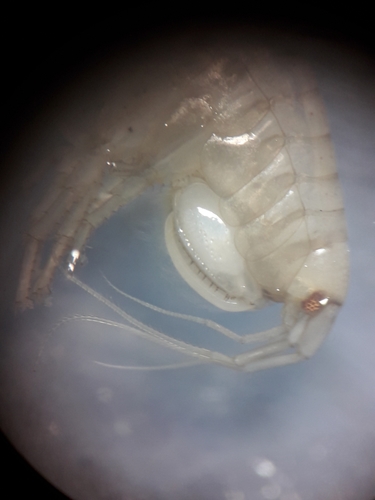 Gammarella fucicola