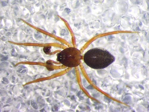 Pocadicnemis juncea