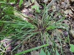 Carex digitalis