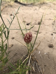 Astragalus ceramicus