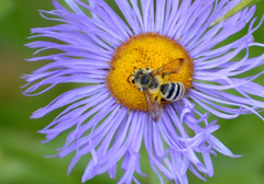 Cnemidandrena