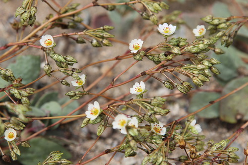 Cistanthe coquimbensis (Cistanthe coquimbensis)