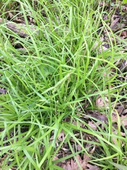 Carex gracillima