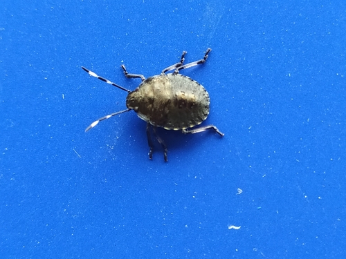 Rhaphigaster nebulosa