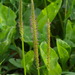 Greater Plantain - Photo (c) Иван Тисленко, some rights reserved (CC BY-NC), uploaded by Иван Тисленко