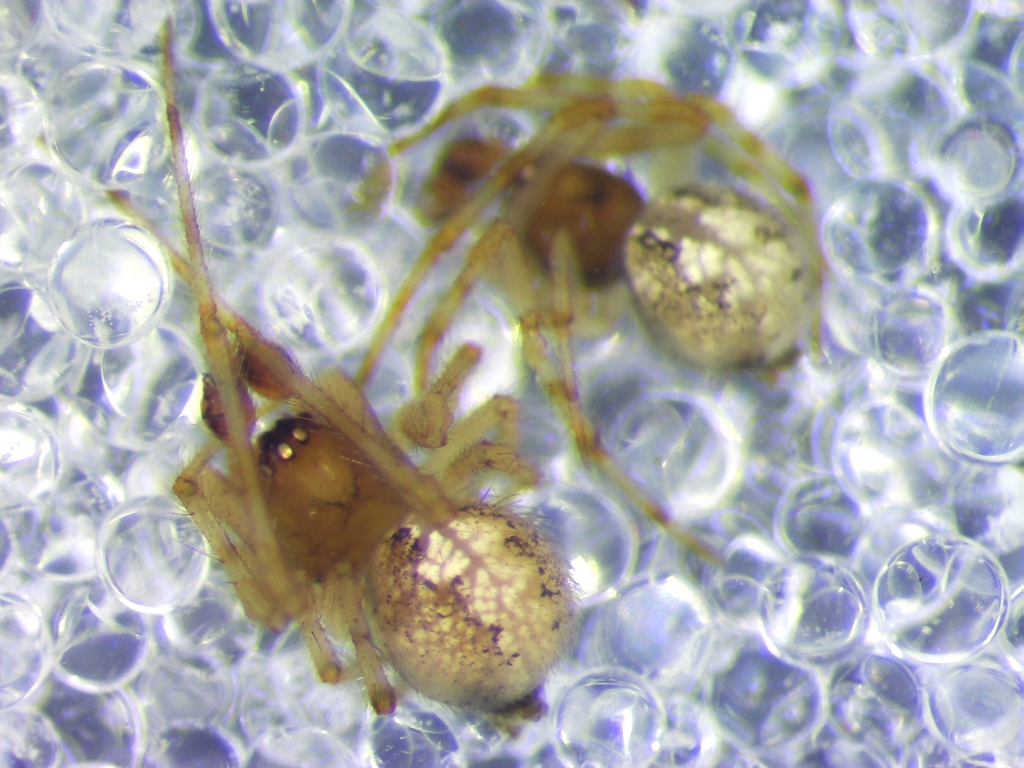 Theridion hannoniae