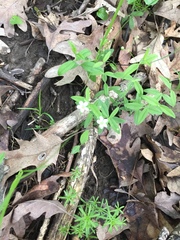 Moehringia lateriflora