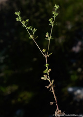 Potentilla biennis
