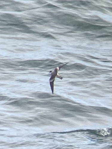 Ringed Storm Petrel (Hydrobates hornbyi), photo 10