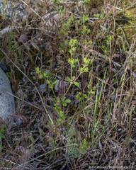 Potentilla biennis