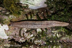 Meghimatium pictum