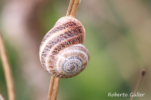Spanish Snail