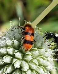 Trichodes bibalteatus