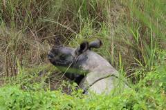 Rhinoceros unicornis