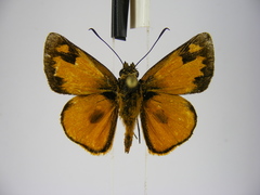 Osmodes laronia