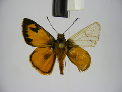 Osmodes laronia