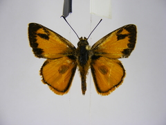 Osmodes laronia