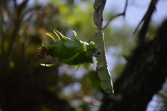 Selenicereus undatus