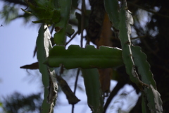 Selenicereus undatus