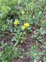 Draba spectabilis