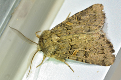 Spodoptera hipparis