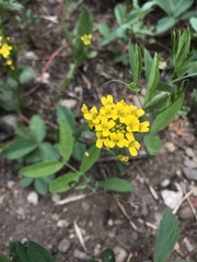 Draba spectabilis