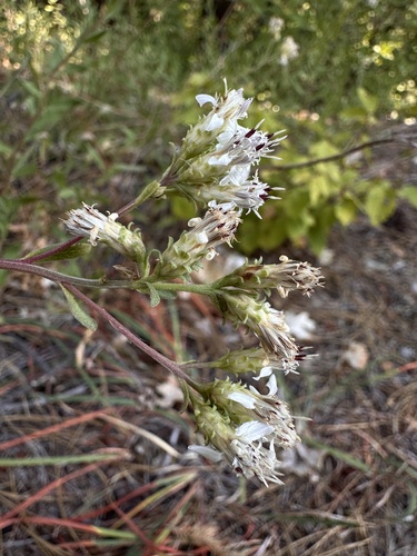 Image of Sericocarpus oregonensis by (c) Matt Berger, some rights reserved (CC BY)