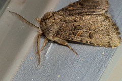 Spodoptera hipparis