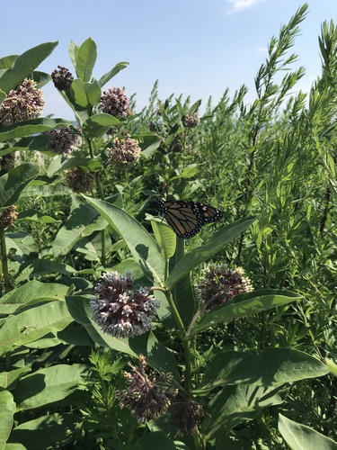 Monarch photographed in Connecticut