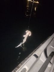 Scalloped Hammerhead