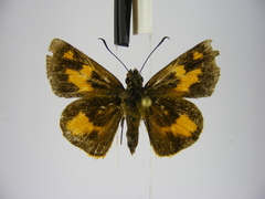 Osmodes laronia