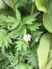 Hydrophyllum fendleri