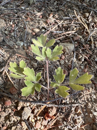 glaucous tauschia (Tauschia glauca)