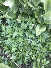 Hydrophyllum fendleri