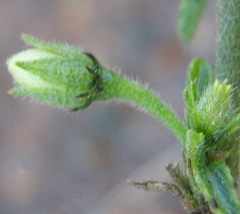 Hibiscus micranthus
