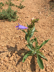 Penstemon glaber