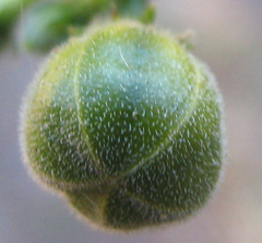Hibiscus micranthus
