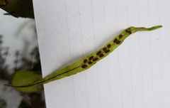 Notogrammitis angustifolia nothofageti