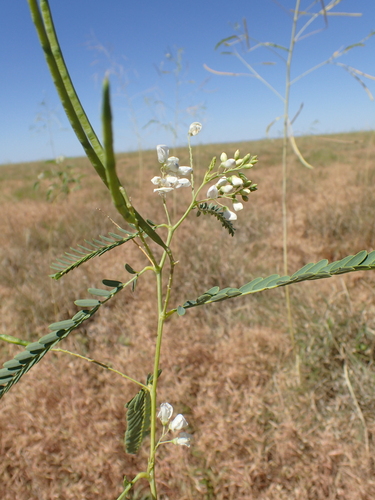 Sesbania brachycarpa