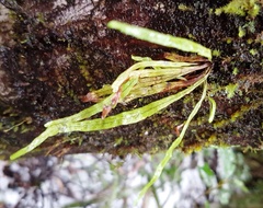 Notogrammitis angustifolia nothofageti