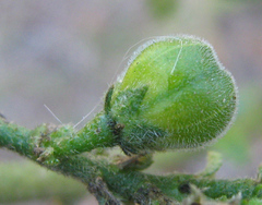 Hibiscus micranthus