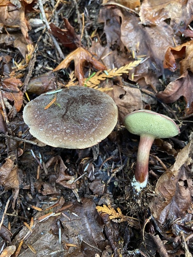 Owingsia PNW01 graham.jpg